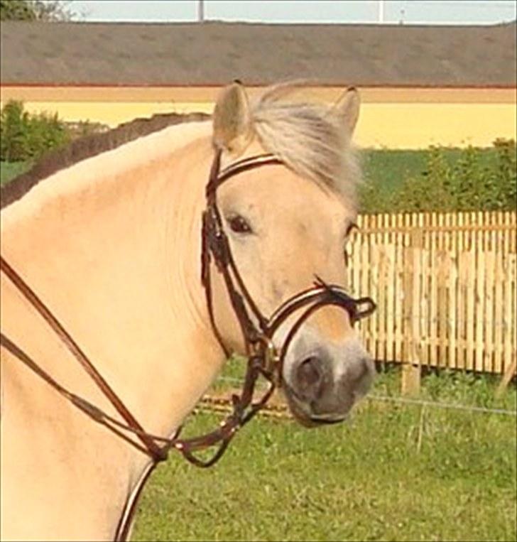 Fjordhest Flicka Solgt billede 8