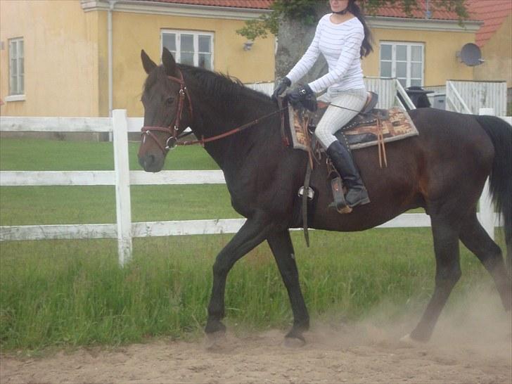 Dansk Varmblod Forza Enshøj - Velkommen til Forza´s Profil. billede 1