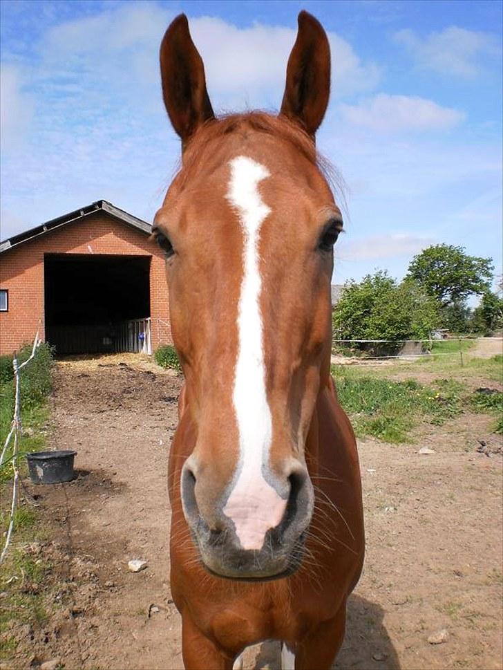Anden særlig race Magnus billede 1