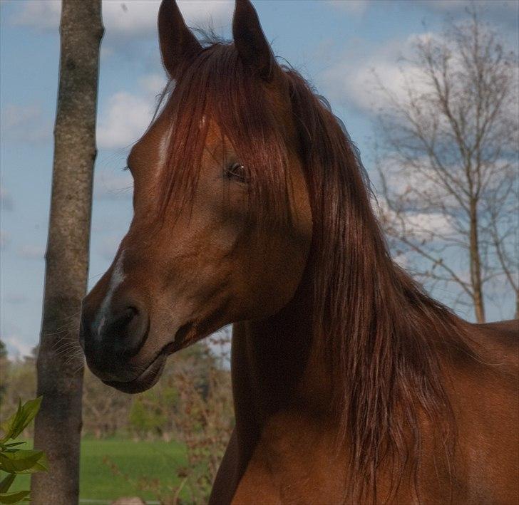 Arabisk fuldblod (OX) D. Shan´n Jan Memory *SOLGT* - Udkigspost til pigerne okt. 2010 billede 2