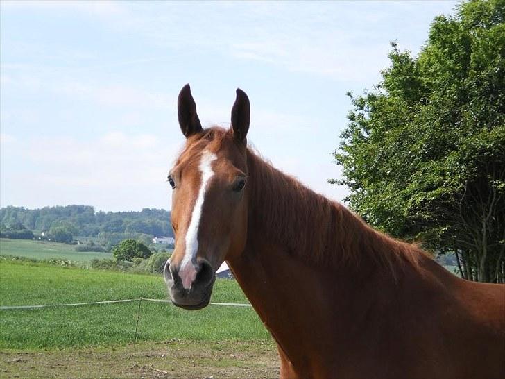 Anden særlig race Magnus billede 2