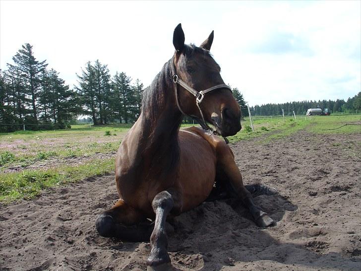 Traver Last Flashlight -  halløjsa! er der nogen der kigger? billede 7