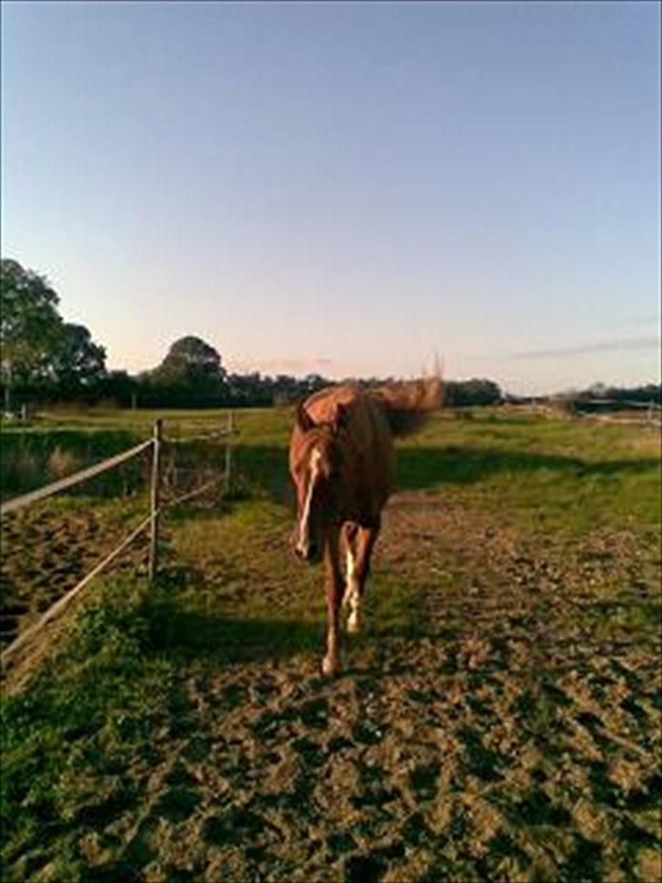 Anden særlig race Magnus billede 4