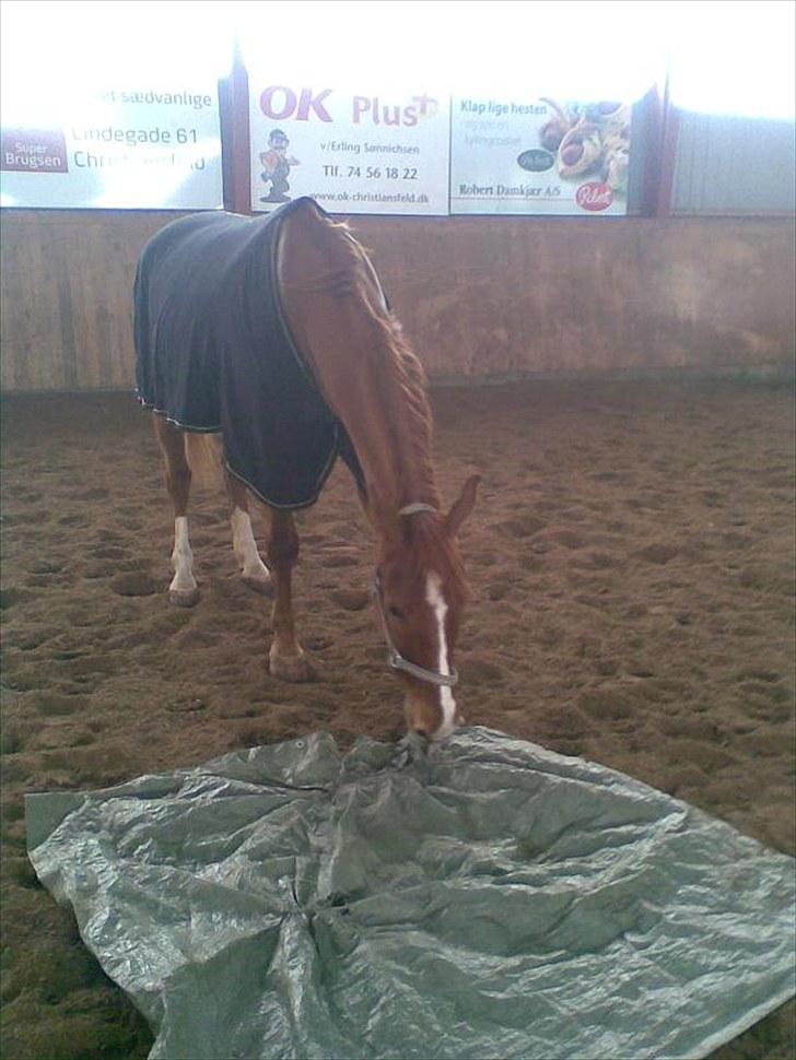 Anden særlig race Magnus billede 5