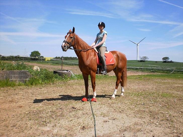 Anden særlig race Magnus billede 9