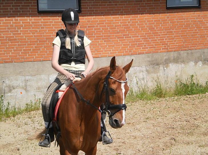 Anden særlig race Magnus billede 10