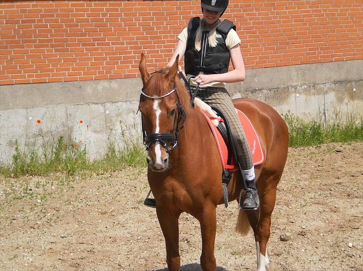 Anden særlig race Magnus billede 11