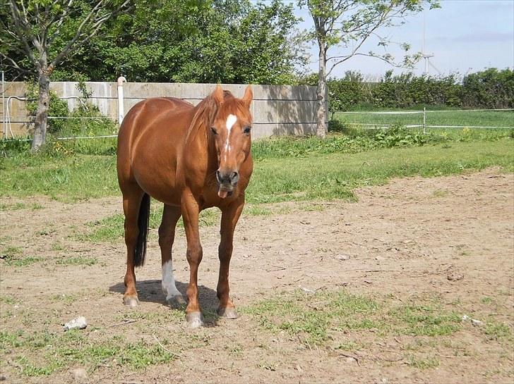 Traver Bølle Bob billede 1