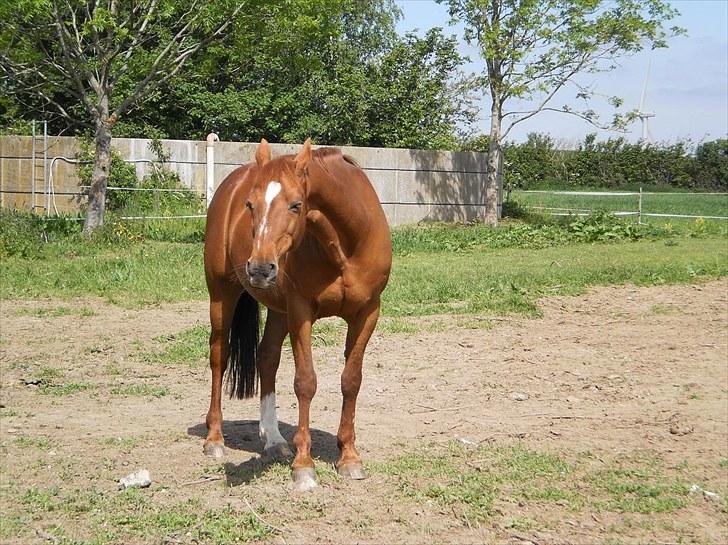 Traver Bølle Bob billede 2