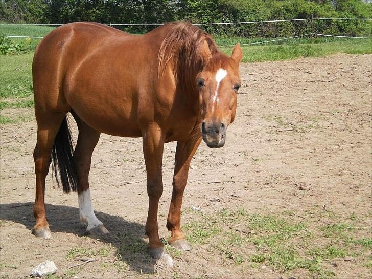 Traver Bølle Bob billede 3