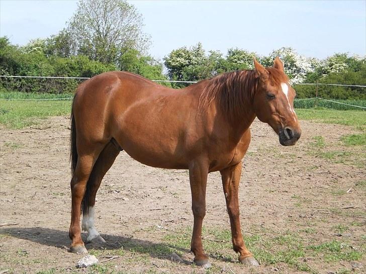 Traver Bølle Bob billede 4