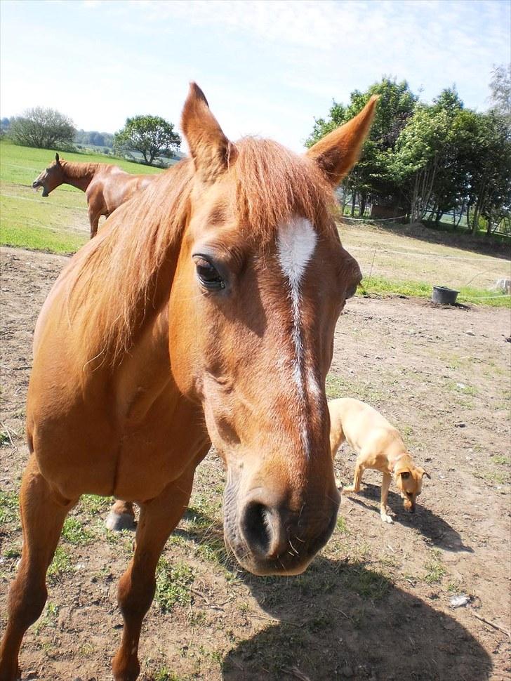 Traver Bølle Bob billede 5