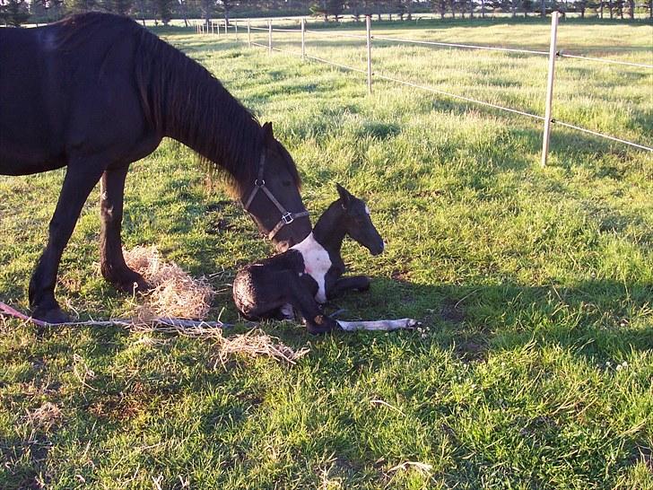 Frieser Lysbert B - Føl og mor har det godt, så nu er det kaffe tid :-) billede 6