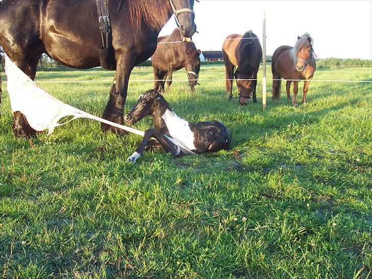 Frieser Lysbert B - 2010 Fole alarmen gik kl. 05.20 kl. og 05.25 da jeg stod på folden, var dette resultatet billede 5