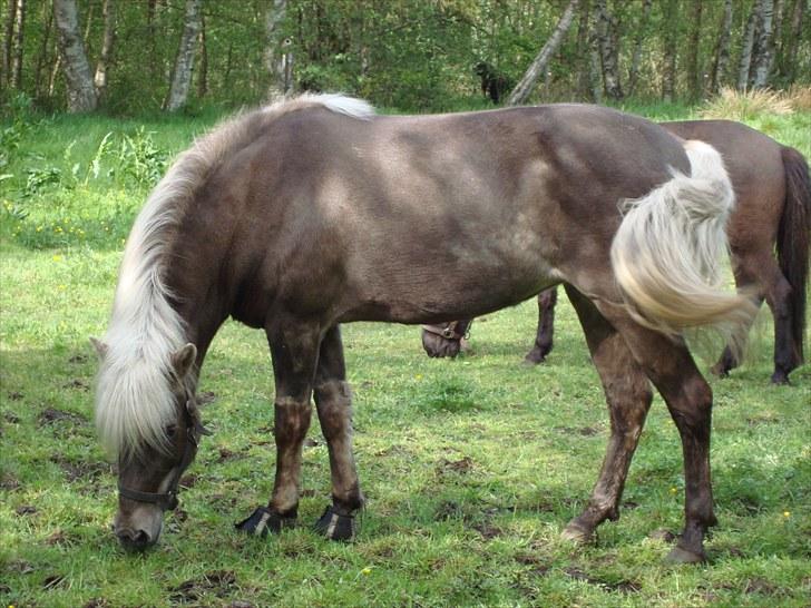 Islænder Hljód från Övernuttö - Hljod er lige kommer hjem og spiste græs næsten med det samme<3 billede 2