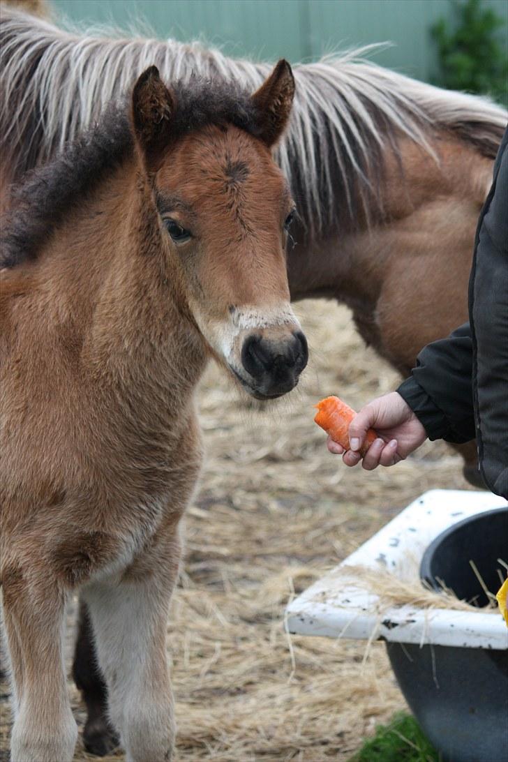 Islænder Hjartagná fra Mårslet. billede 7