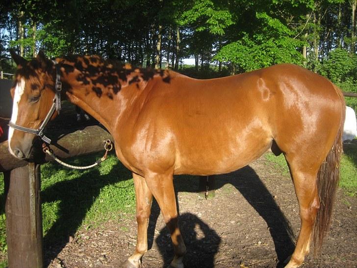 Anden særlig race Chivas Regal - solgt  :'( - så flot han er blevet på blot et par måneder .... billede 14