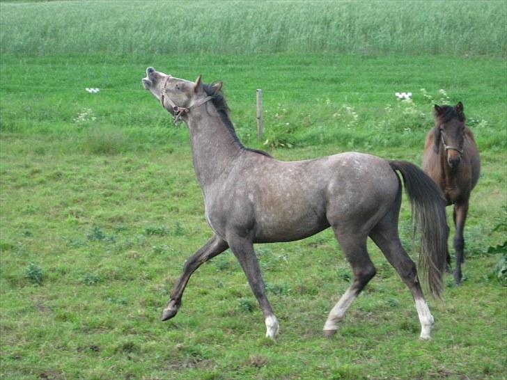 DSP Bomgaardens Davinci *AVLS HINGST* SPH 203 - 15-6-2010.. Løsdrift billede 1