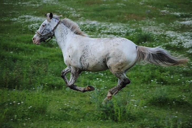 Hollandsk Sportspony Tiger - My soulmate<3 (Snoopy) - SW foto billede 18