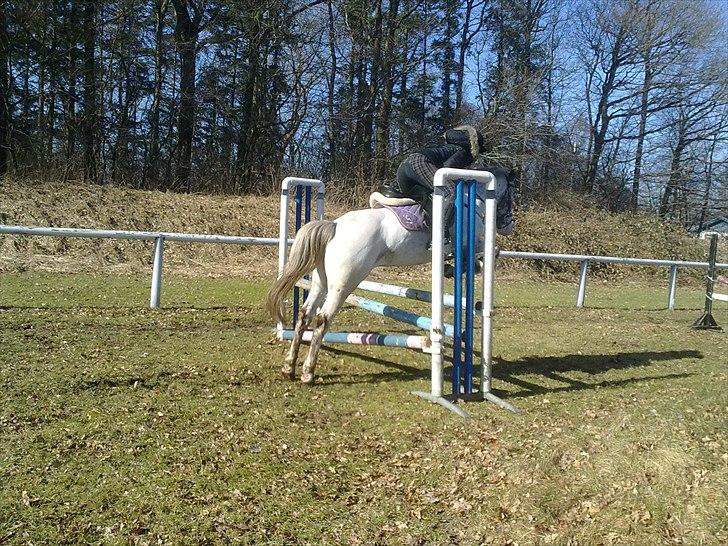 Hollandsk Sportspony Tiger - My soulmate<3 (Snoopy) billede 19