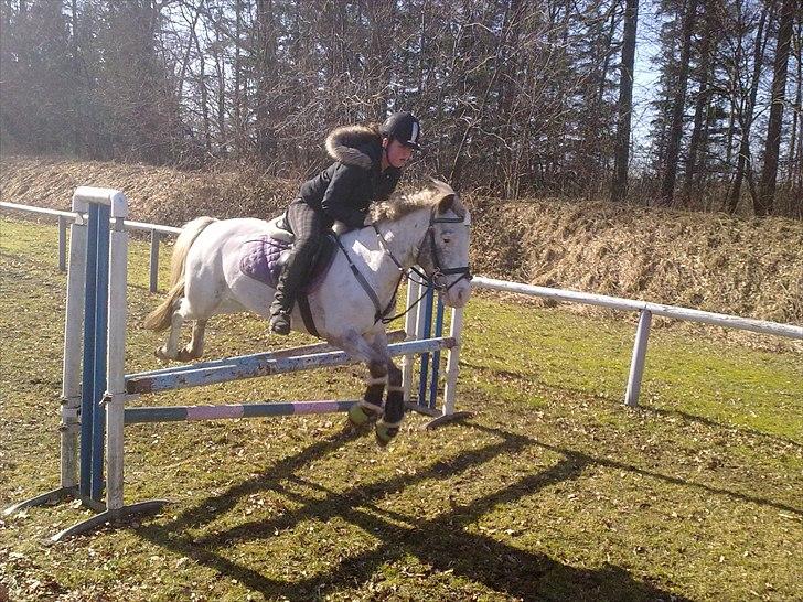 Hollandsk Sportspony Tiger - My soulmate<3 (Snoopy) - RUS billede 20