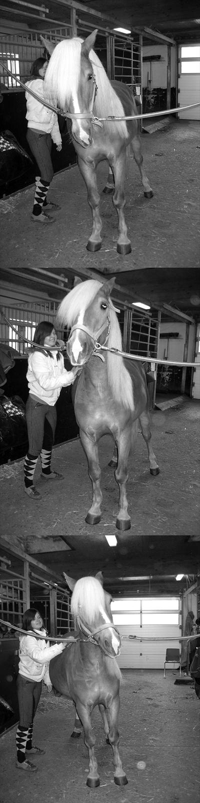 Haflinger Blue Star (BS) - Det er så dejligt at han ik´ kan stå lige :P 231010 <3 billede 4