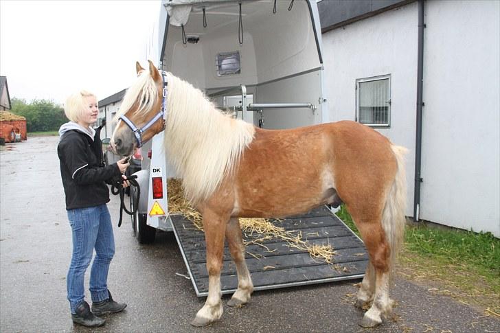 Haflinger Blue Star (BS) - Så kom han endelig! 300510 <3 billede 5