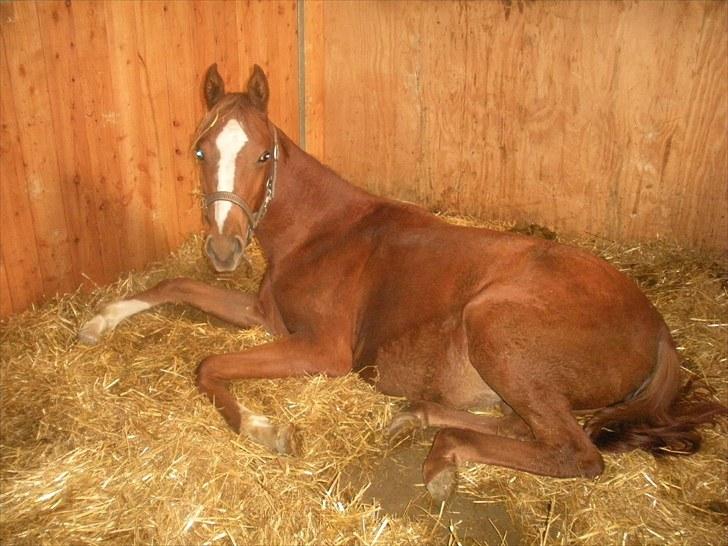 Sportsaraber (A) Til minde om CS Kadar el Akela - Nr. 16 billede 16