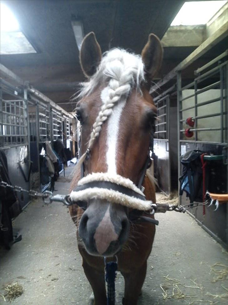 Haflinger Blue Star (BS) - 020610 <3 billede 6