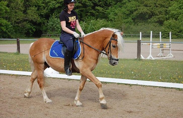 Haflinger Blue Star (BS) - 120511 <3 billede 7