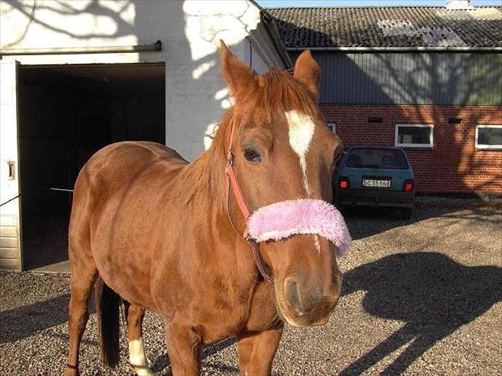 Traver Bølle Bob billede 6