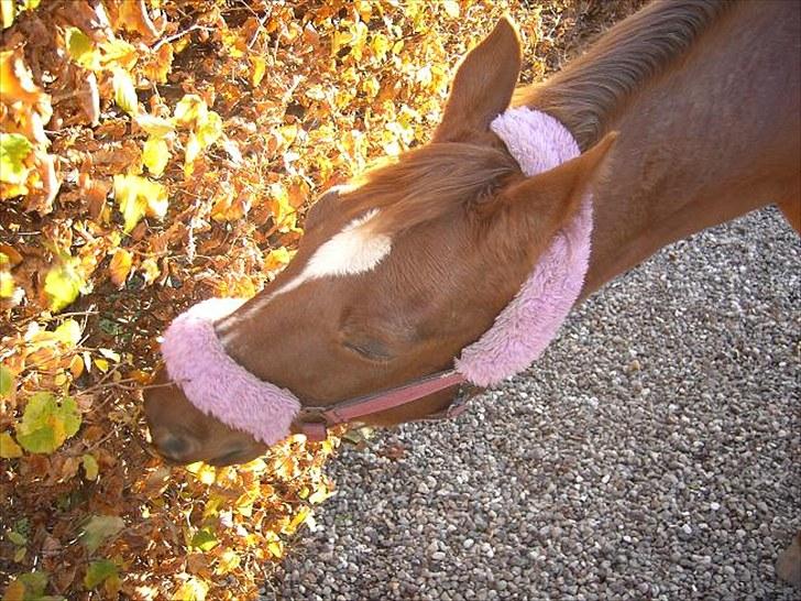 Traver Bølle Bob billede 7