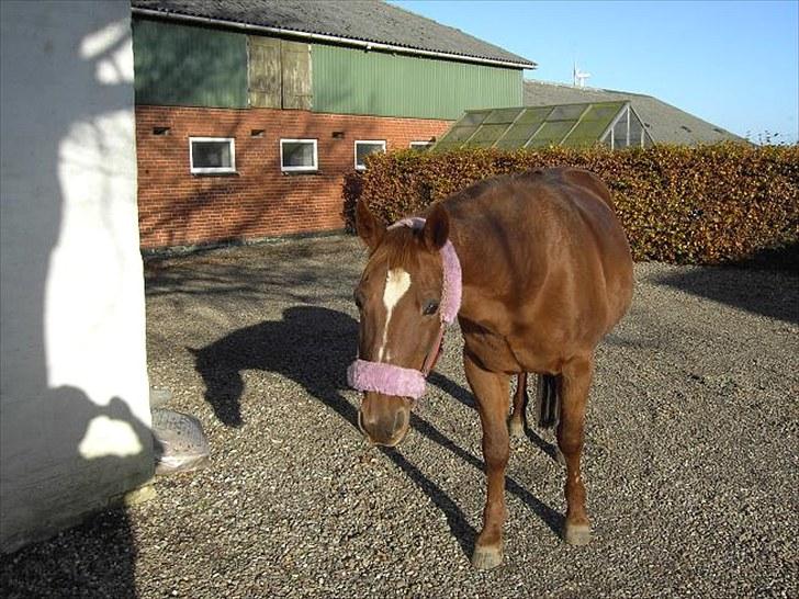 Traver Bølle Bob billede 8