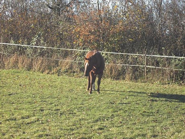 Traver Bølle Bob billede 9