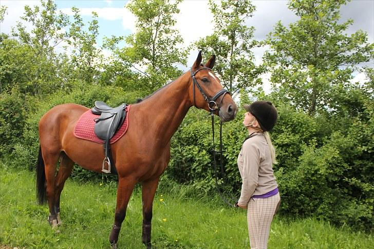 Dansk Varmblod Calahan - Velkommen til Calahans profil :)  billede 1