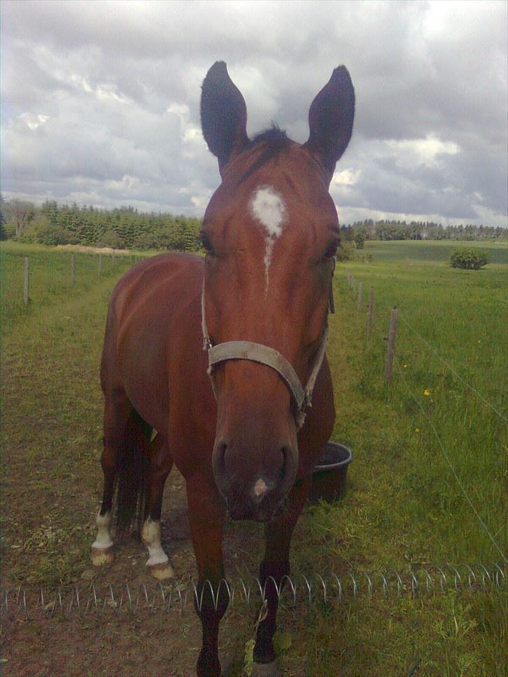 Dansk Varmblod Calahan - dagen efter han kom hjem billede 4