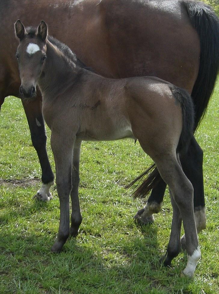Dansk Varmblod Corvette Royal billede 2