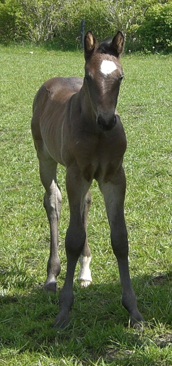 Dansk Varmblod Corvette Royal billede 3