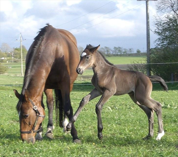 Dansk Varmblod Corvette Royal billede 4