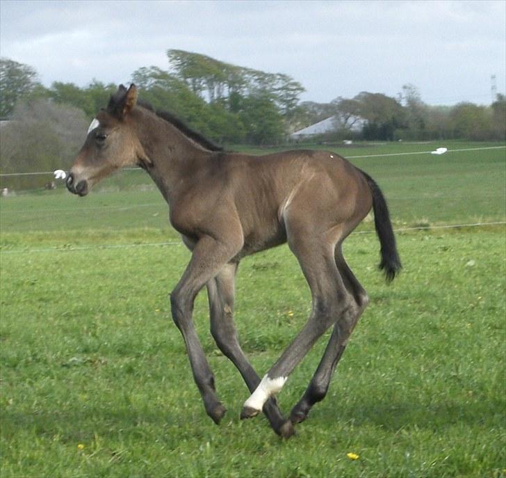Dansk Varmblod Corvette Royal billede 5