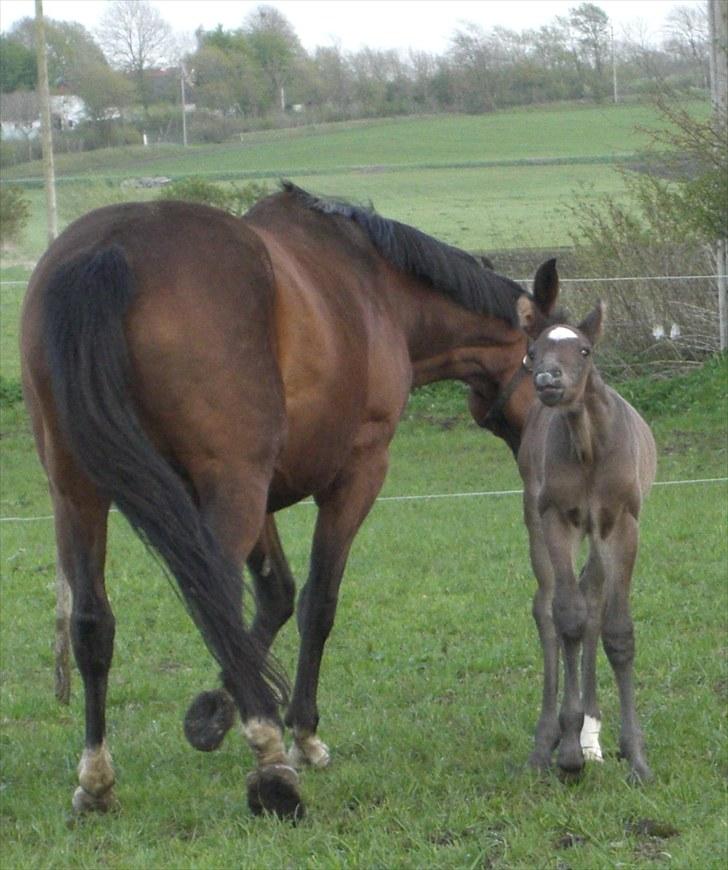 Dansk Varmblod Corvette Royal billede 6