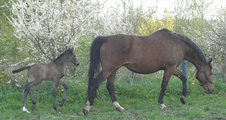 Dansk Varmblod Corvette Royal billede 7