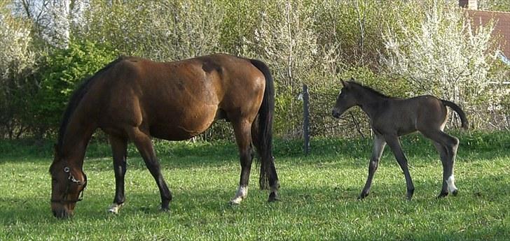 Dansk Varmblod Corvette Royal billede 8