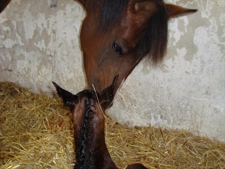 Arabisk fuldblod (OX) Egelys Talej-Amira - Amira med sit lille hoppeføl - ca. 1/2 time gammel. billede 10