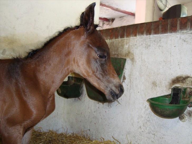 Arabisk fuldblod (OX) Egelys Talej-Amira - Amiras førstefødte kun få timer gammel :-) billede 11