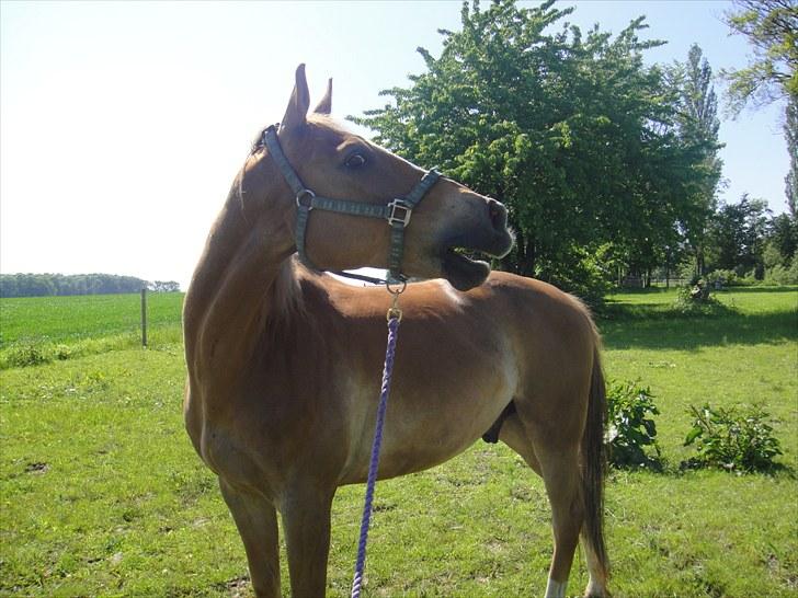 Anden særlig race Harlekin billede 13
