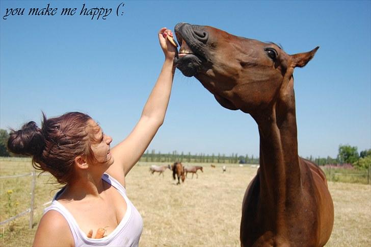 Dansk Varmblod Stald mejses Cordell  billede 10