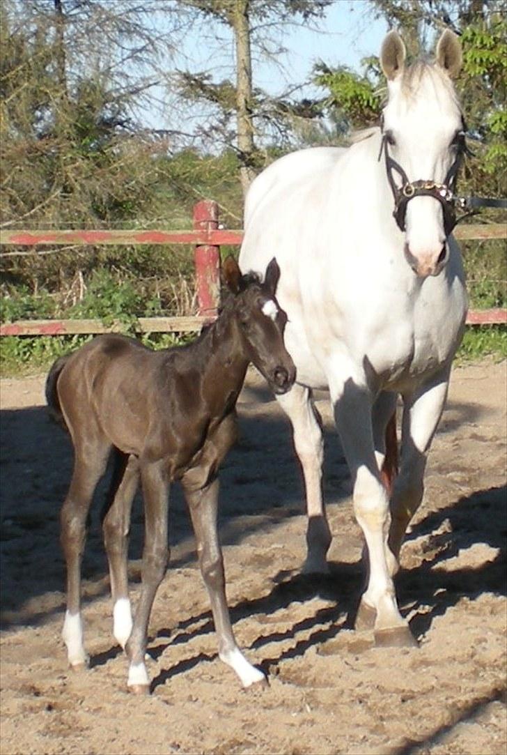 Dansk Varmblod Klostergaardens Medusa - Smukke Medusa med hendes lille nye føl :)  billede 1