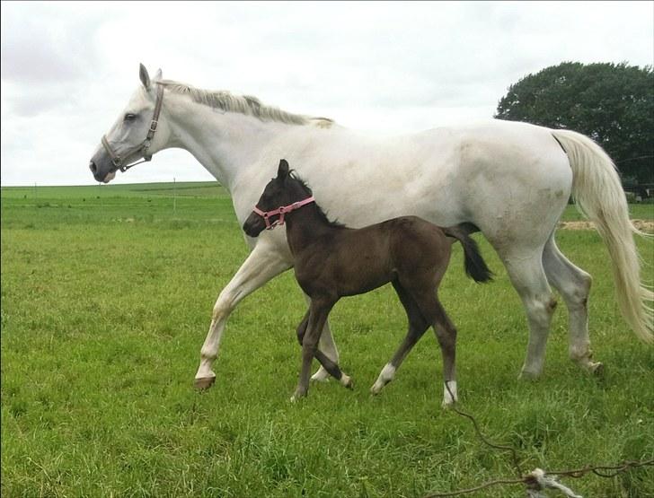 Dansk Varmblod Klostergaardens Medusa - ude på folden med lillepigen :)  billede 2