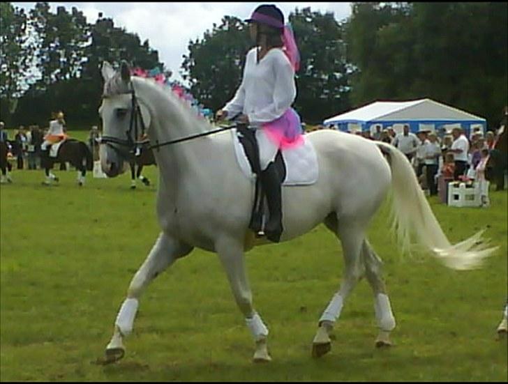 Dansk Varmblod Klostergaardens Medusa - hvor er i dog smukke :) rigtigt godt billed af mor&Medusa billede 3